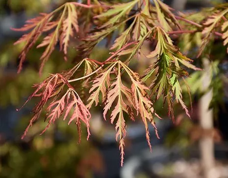 Acer pseudosieboldianum Ice Dragon